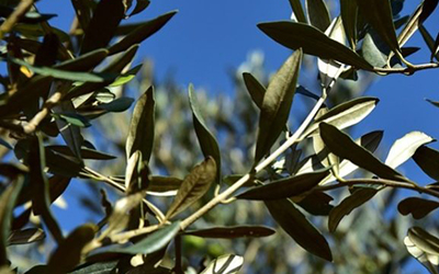 Μειωμένη ελαιοπαραγωγή