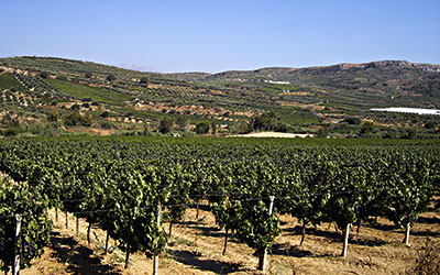 Φυτεύσεις Οινοποιήσιμων Ποικιλιών Αμπέλου