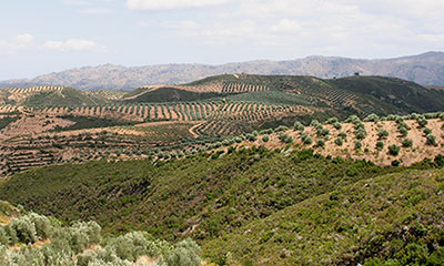 Ειδικό καθεστώς ΦΠΑ αγροτών στο myAADE