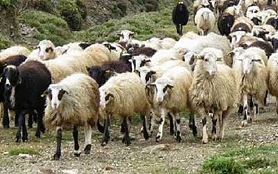 Ιδιωτικοποίηση  Κτηνιατρικών Υπηρεσιών