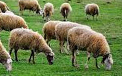 Παγκρήτιο διαμαρτυρία Κτηνοτροφικών Συλλόγων