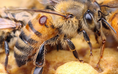 Αναστολή ενεργοποίησης παρασιτοκτόνων