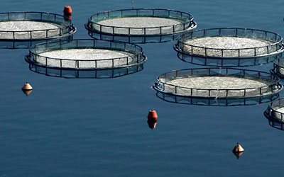 Εμβόλια ψαριών