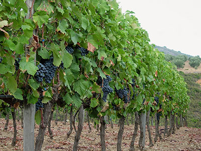 Κρητικός Αμπελώνας