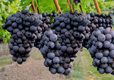 Τιμές σταφυλιών 2021