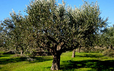 Προστασία ελαιοκάρπου