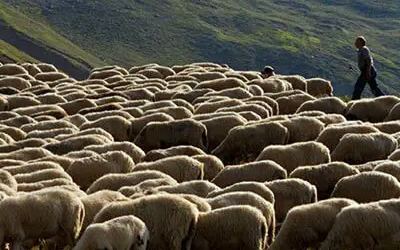 Διευκρινίσεις μετακινήσεων αιγοπροβάτων