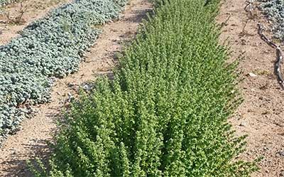 Νέα αναστολή διαπίστευσης TERRA CERT βιολογικών προϊόντων