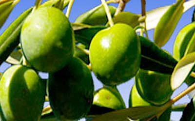 Δολωματικός ψεκασμός δακοκτονίας Αρχάνες