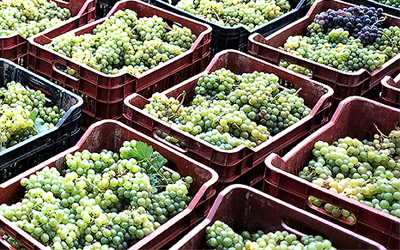 Παραλαβή Οίvοσταφύλων Οιvοποιείου Παλιαvής