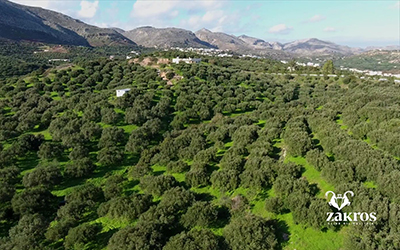 Διεθνείς διακρίσεις ελαιόλαδου Ζάκρου