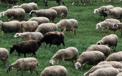 Αίτημα ανοίγματος σφαγείων