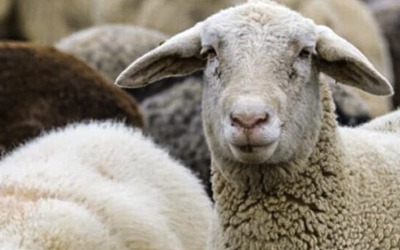 Αποκαλυπτική Εικόνα Ευλογιάς