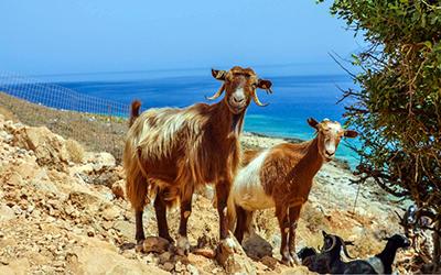 Κρίσιμη Καμπή Ελληνικής Κτηνοτροφίας  