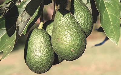 Καλλιέργεια Avocado στην Κρήτη