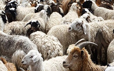 Στρατιωτικοί Κτηνίατροι στην Κρήτη 