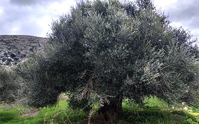 Έχει μέλλον η ελαιοκομία στην Κρήτη;