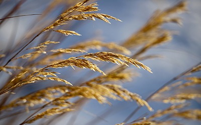 Νέα ΚΥΑ καθαρισμού οικοπέδων – ακάλυπτων χώρων